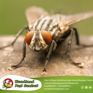 FLIES! Annoying. Disgusting. Disease Carriers.
 Contact us now for flies inspect…