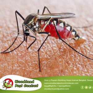 Mosquitoes are complex characters and there are many factors to how they choose …