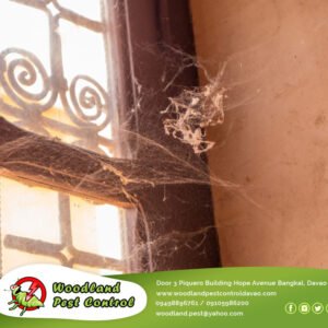 Have you ever walked through your doorway and found yourself tangled in spider w…