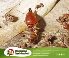 Termites are known to eat wood, but would you believe they can chew through any …