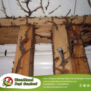 Do you fear a termite infestation? Best way you can stop an infestation
