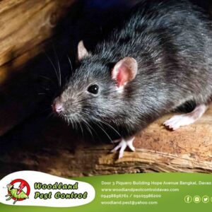 Due to quarantine, Pests & Rodents often make their way into the premises