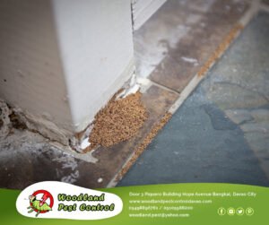 Pest Control Services in Davao