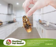 Best Pest Control in Davao