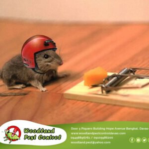 One of the most common myths in pest control is that cheese should be used to bait mice and rodents