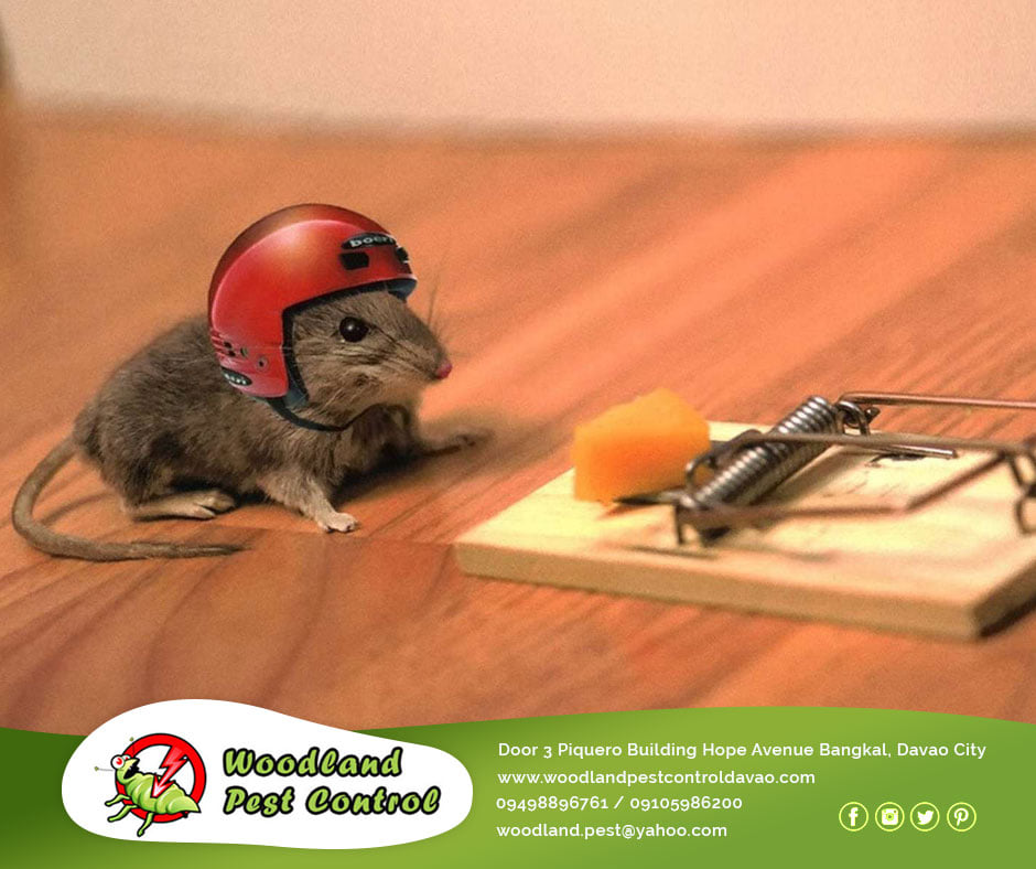 Best Pest Control Services in Davao City