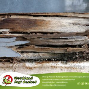 Termite damage sometimes appears similar to water damage