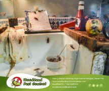 Best Pest Control in Davao City