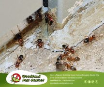 Best Pest Control in Davao City
