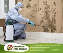 Best Pest Control in Davao