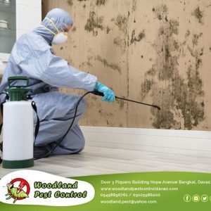 We specialize in all pests problem!