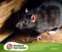best pest control in Davao