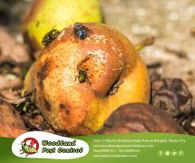 best pest control in Davao