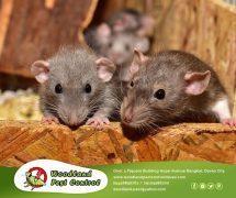 best pest control in Davao