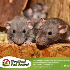 Rats and mice spread more germs than you know…