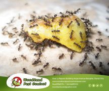 best pest control in Davao