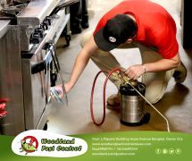 best pest control in Davao