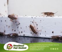 best pest control in Davao