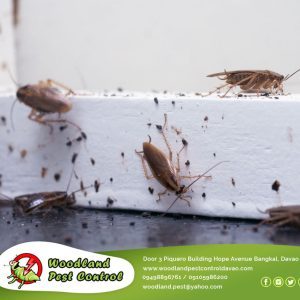 Are crawling and flying insects a source of annoyance for your customers?