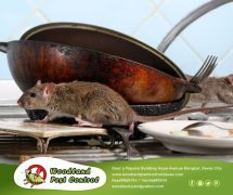 best pest control in Davao