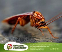 best pest control in Davao
