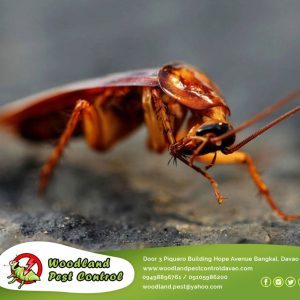 Cockroaches are known to carry 33 distinct…