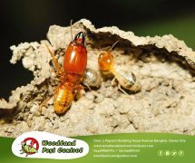 best pest control in Davao