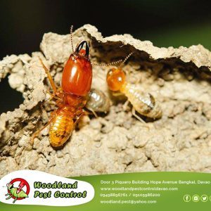 Termites set the world record for the quickest…