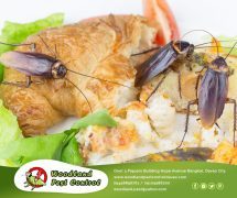 best pest control in Davao