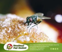 best pest control in Davao