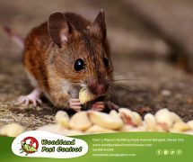 best pest control