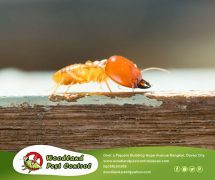 best pest control in Davao