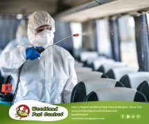 best pest control in Davao