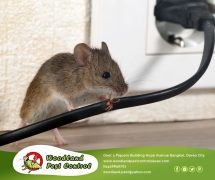 best pest control in Davao