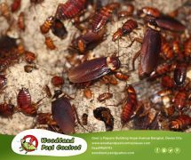 best pest control in Davao