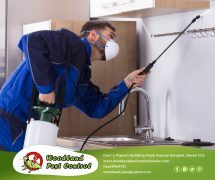 best Davao pest control
