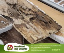 Best Davao pest control