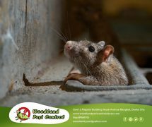 Best Davao pest control