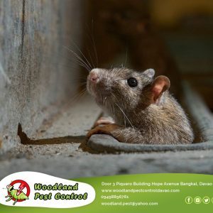 Rats and mice are notoriously difficult to manage