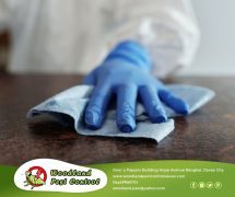 Best Davao pest control