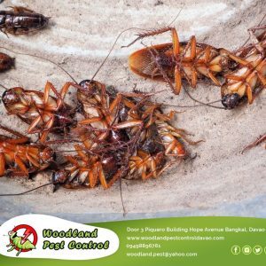 Let us get rid of that pest for you!
