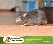 Best Davao pest control