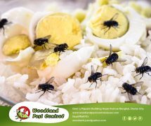 Best Davao pest control