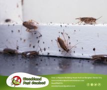 Best Davao pest control