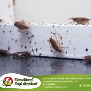 There are a variety of little holes in your house that pests may use to get access to the things