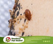 Best Davao pest control