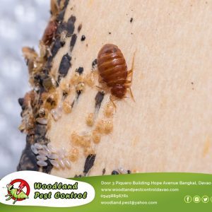 It might be tough to obtain a good night’s sleep if you fear that you have bed bugs.