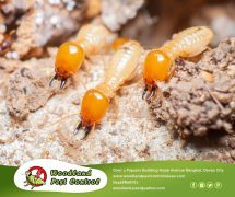 Best Davao pest control