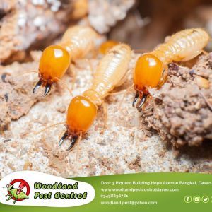 Termites, despite their little size, may pose a serious danger to the structure of your home.