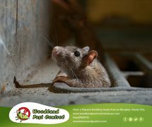 Best Davao pest control